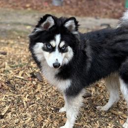 Dakota (Koda) - Pomsky