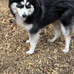 Dakota (Koda) - Pomsky
