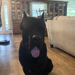 Balrog - Cane Corso