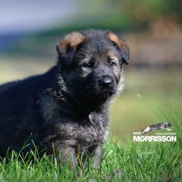 German Shepherd Puppies from Haus Morrisson German Shepherds