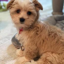 Morkies from Jenn’s Georgia Morkies