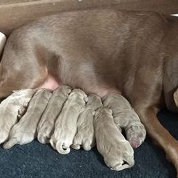 Dilute Retrievers from Silver Lace Labs