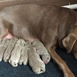 Dilute Retrievers from Silver Lace Labs