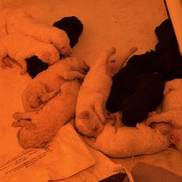 Angelo - White male Poodle puppy in Ormond Beach, Florida from Shooting Star Standard Poodles