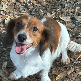 Kloe- central Florida ONLY - Piebald female Dachshund puppy in Lakeland, Florida from Elite Doxies Florida