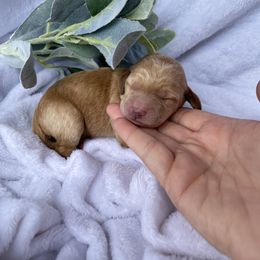 Bernedoodle and Labradoodle Puppies from Royal Doodles