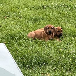 Rhodesian Ridgeback Puppies from River Rock Ridgebacks