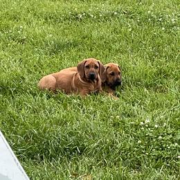 Rhodesian Ridgeback Puppies from River Rock Ridgebacks