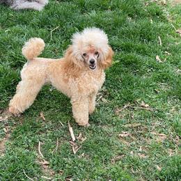Lueur - Poodle