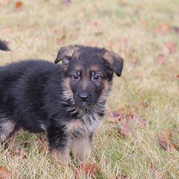 German Shepherd Puppies from Vom Musselman