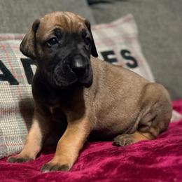 Classy - Fawn female Great Dane puppy in Jerusalem, Arkansas from Mara Danes