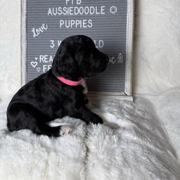 Pink collar - Black and white female Aussiedoodle puppy in Mount Ulla, North Carolina from Girls of anarchy farm