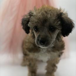 Erica - Brown female Poodle puppy in Sumter, South Carolina from Lixira Poodles