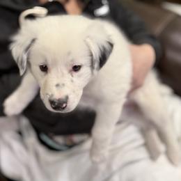 Angel - White ticked female Border Collie puppy in Salem, Indiana from Hidden Creek