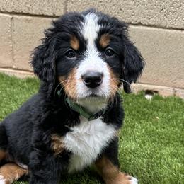 Bernedoodles and Bernese Mountain Dogs from Sage Hills Bernedoodles