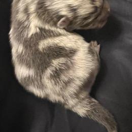 Boy 1 - Blue merle male Pomeranian puppy in Brentwood, California from Royalpawpoms