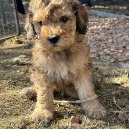 Dutton - Tri-color male Bernedoodle puppy in Longmont, Colorado from Colorado Miniature Bernedoodle Puppies