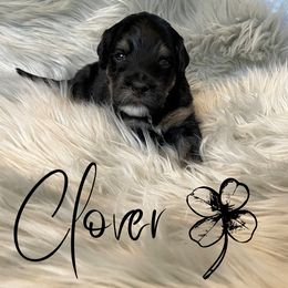 Bernedoodle and Poodle Puppies from Salty Standards