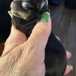 Candy - Black and tan female Chihuahua puppy in Beaumont, Texas from Anastasia’s Tiny Pupps