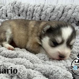 Mario - Gray and white male Pomsky puppy in Eastman, Georgia from Once Upon A Pomsky