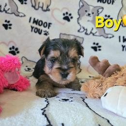 Yorkshire Terrier Puppies from Kathryn's Yorkies