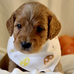 Bernedoodle, Goldendoodle, and Poodle Puppies from Raintree Standard Poodles & Mini Doodles
