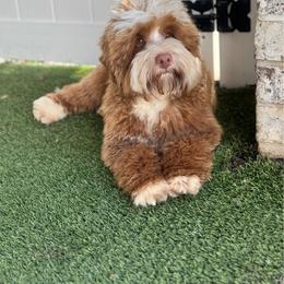 Moose - Australian Labradoodle
