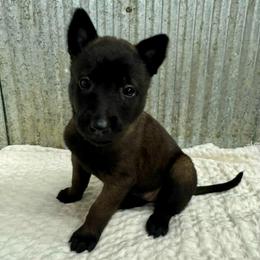 Dark Pink - Black sable female Belgian Malinois puppy in Muskegon, Michigan from Red Acres Working Line K9s