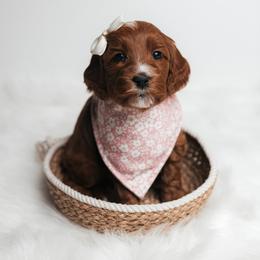Lark - Red  female Goldendoodle puppy in New Lenox, Illinois from New Doods On The Block