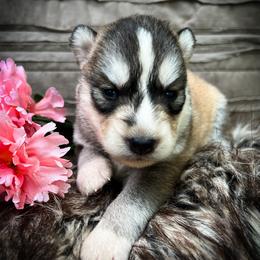 Fay - Sable and white female Siberian Husky puppy in Union Grove, Alabama from Southern Siberian Life