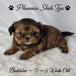 Bubbles - Gold female Shih Tzu puppy in Hayden, Idaho from Phoenix Shih Tzu