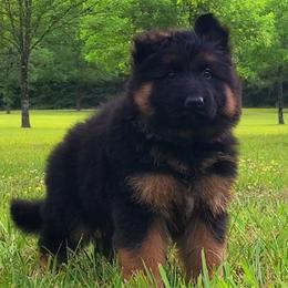 Orange Collar - Male - Black and red male German Shepherd puppy in Charlotte, North Carolina from Zuflucht K9s