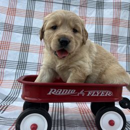 Mr. Marlin - Golden male Golden Retriever puppy in Knoxville, Tennessee from Jack and Ginger’s Goldens