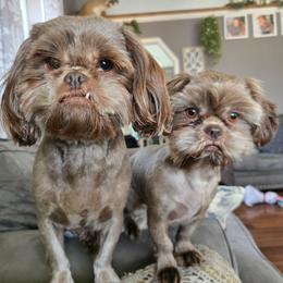 Gerty - Shih Tzu