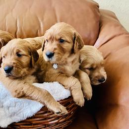 Cocker Spaniel and Golden Retriever Puppies from American Golden Retrievers