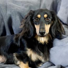 Violet - Dachshund