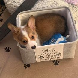 "Rey (Reinhardt X Ana)" Pembroke Welsh Corgi Puppies from Ohana Corgis Inc