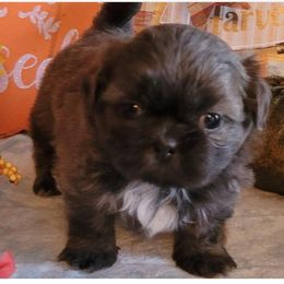 Shih Tzu Puppies from N.F.S.T Imperial ShihTzu Puppies.
