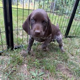 Penny - Liver and white female German Shorthaired Pointer puppy in Montague, Michigan from Temple Gun Dogs