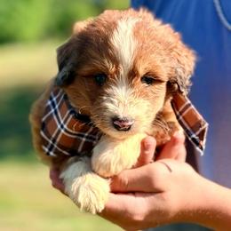 River - Red merle male Aussiedoodle puppy in Eastman, Georgia from Dood B Ranch