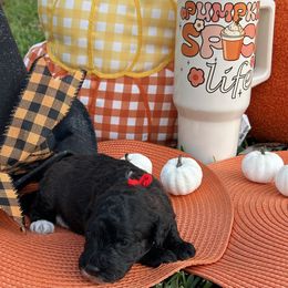 Red Boy - Black male Poodle puppy in Pensacola, Florida from Frida Farms