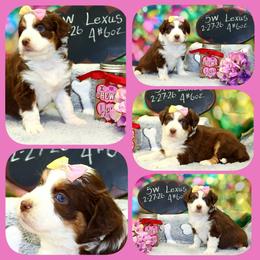 Lexus - Red tri female Toy Australian Shepherd puppy in Levelland, Texas from Once Upon a Time Aussies
