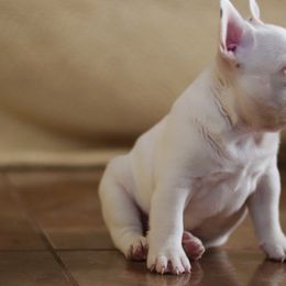 French Bulldog Puppies from Finest Frenchies