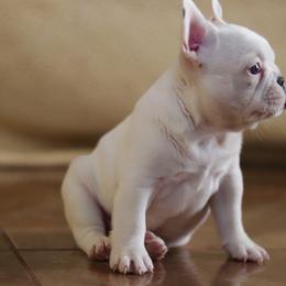 French Bulldog Puppies from Finest Frenchies