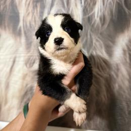 Reacher - Black & white male Miniature Australian Shepherd puppy in Tucson, Arizona from Soqui Ortiz Cattle Ranch