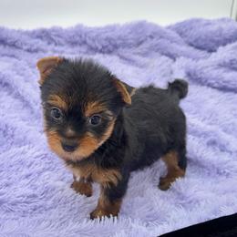 Winnie - Black and tan female Yorkshire Terrier puppy in Sandy Hook, Kentucky from The Royal Yorkie Den LLC