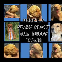 Golden Retriever Puppies from Personalized Dog Training - Windisch Goldens