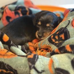 Abigail - Black and tan female Dachshund puppy in Vancouver, Washington from Cascade Minis
