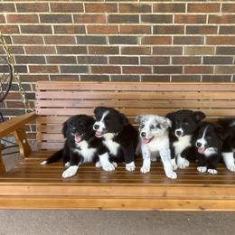 Border Collie Puppies from SoCal/Promise Land Border Collies