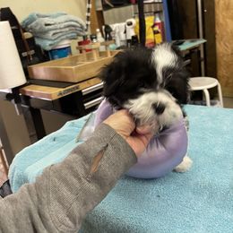 Havanese Puppies from Coraz’on Havanese